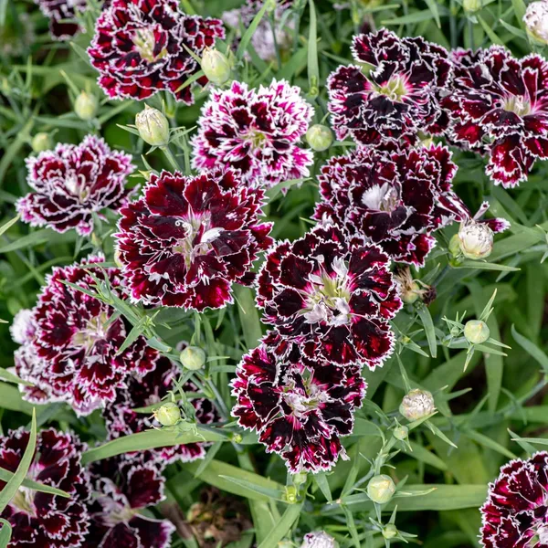 Pack_Of_2_Dianthus_Flower_Seeds_(_40_Seeds)
