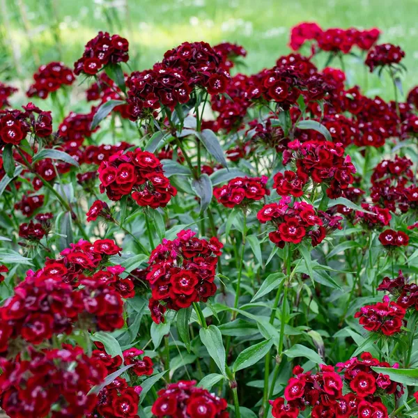 Pack_Of_2_Dianthus_Flower_Seeds_(_40_Seeds)