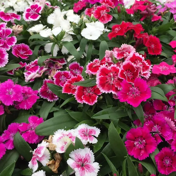 Pack_Of_2_Dianthus_Flower_Seeds_(_40_Seeds)