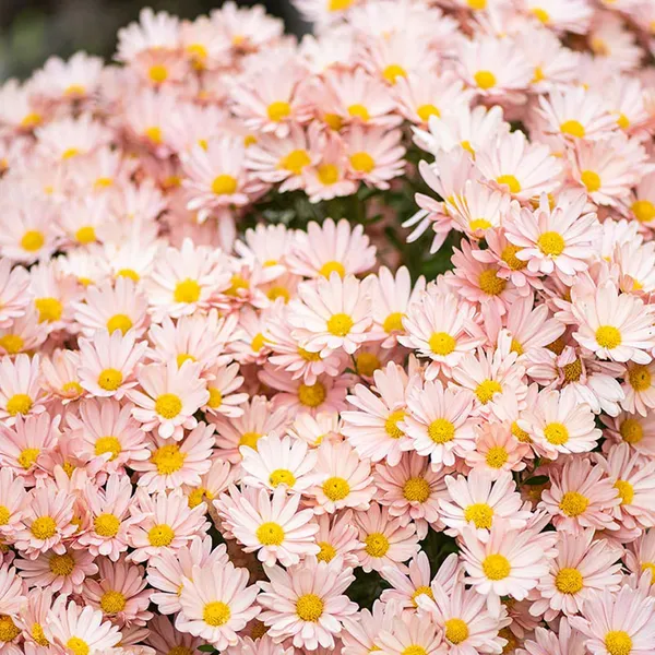 Pack_Of_2_Chrysanthemum_Flower_Seeds_(_50_Seeds)