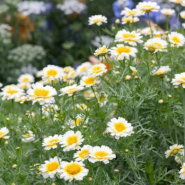 Pack_Of_2_Chrysanthemum_Flower_Seeds_(_50_Seeds)