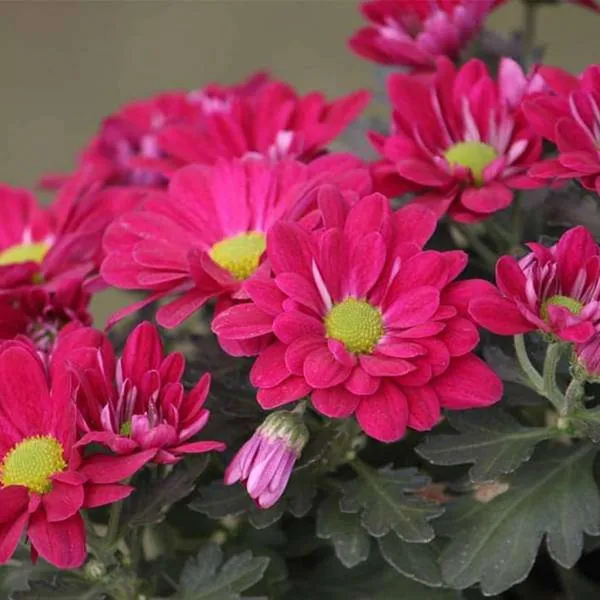 Pack_Of_2_Chrysanthemum_Flower_Seeds_(_50_Seeds)
