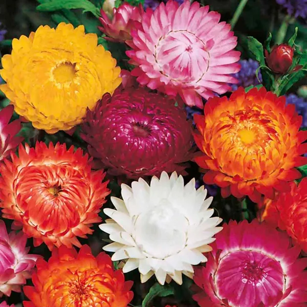 Pack_Of_2_Parthva_Helichrysum_Flower_Seeds_For_Home_Garden_Mix_Color_Flower_Seeds_Easy_Grow_Long_Lasting_Blooms_For_Home_Garden_Terrace_Decor_Pack_Of_1_(_35_Seeds)