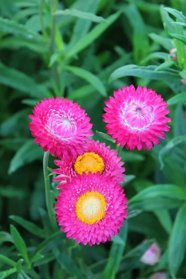 Pack_Of_2_Parthva_Helichrysum_Flower_Seeds_For_Home_Garden_Mix_Color_Flower_Seeds_Easy_Grow_Long_Lasting_Blooms_For_Home_Garden_Terrace_Decor_Pack_Of_1_(_35_Seeds)