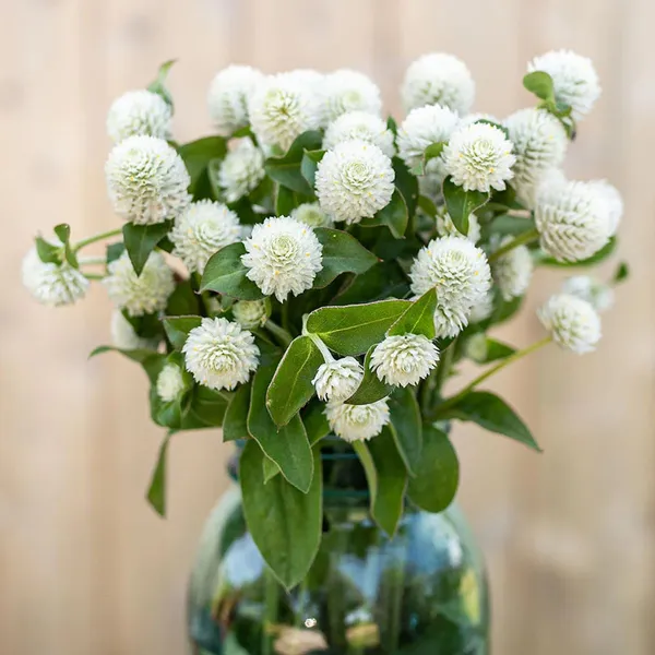 Pack_Of_2_Gomphrena_Flower_Seeds_(_20_Seeds)