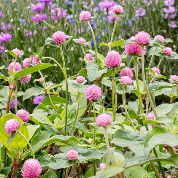 Pack_Of_2_Gomphrena_Flower_Seeds_(_20_Seeds)