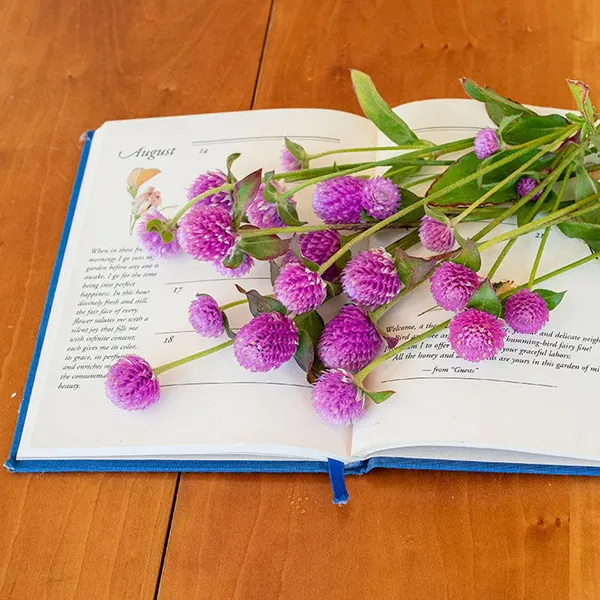 Pack_Of_2_Gomphrena_Flower_Seeds_(_20_Seeds)