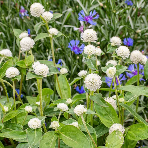 Pack_Of_2_Gomphrena_Flower_Seeds_(_20_Seeds)