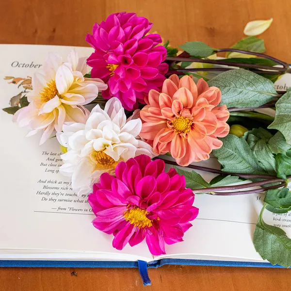 Pack_Of_2_Dhalia_Flower_Seeds_(_15_Seeds)