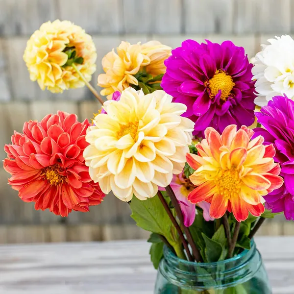 Pack_Of_2_Dhalia_Flower_Seeds_(_15_Seeds)