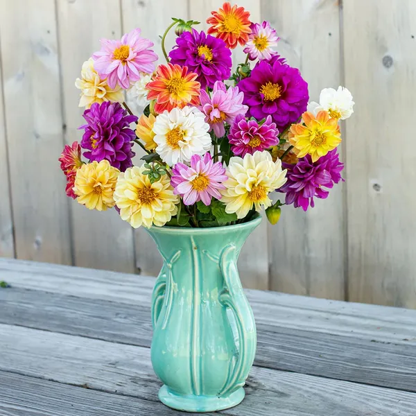 Pack_Of_2_Dhalia_Flower_Seeds_(_15_Seeds)