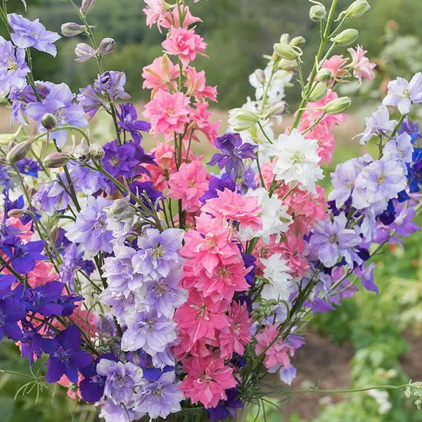 Pack_Of_2_Larkspur_Flower_Seeds_(_40_Seeds)