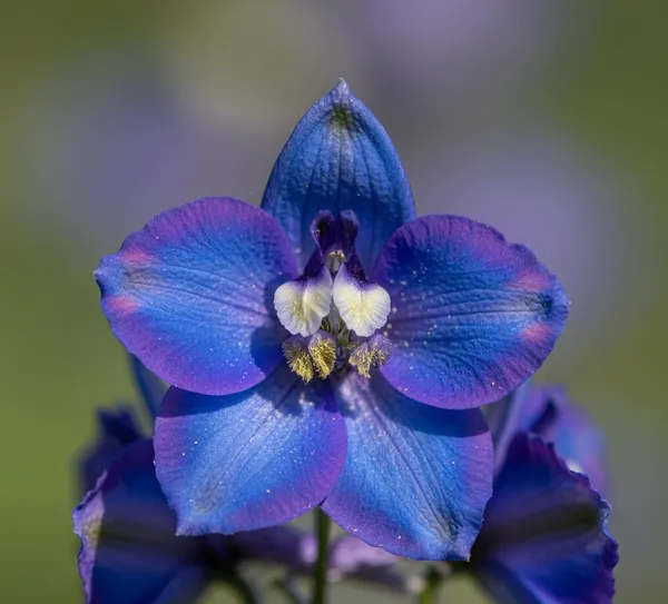 Pack_Of_2_Larkspur_Flower_Seeds_(_40_Seeds)