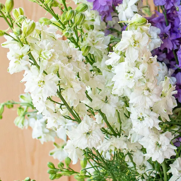 Pack_Of_2_Larkspur_Flower_Seeds_(_40_Seeds)
