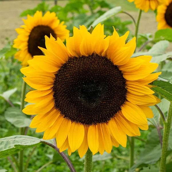 Pack_Of_2_Sunflower_Seeds_(_10_Seeds)