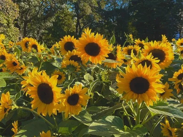 Pack_Of_2_Sunflower_Seeds_(_10_Seeds)