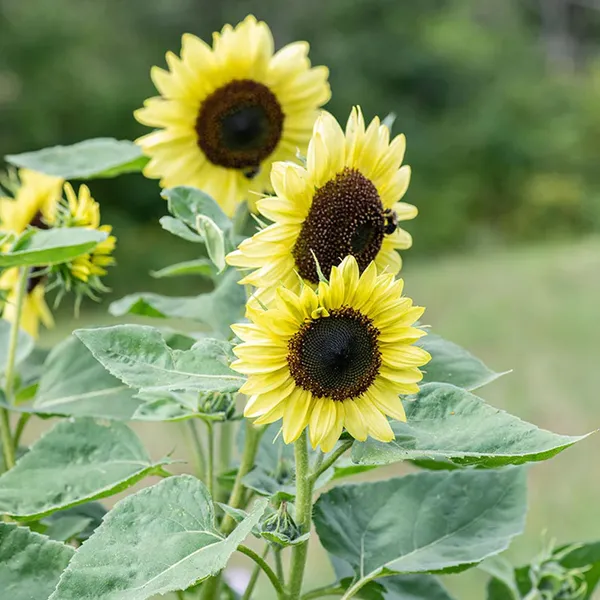 Pack_Of_2_Sunflower_Seeds_(_10_Seeds)