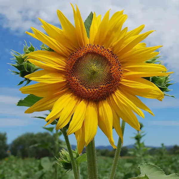 Pack_Of_2_Sunflower_Seeds_(_10_Seeds)