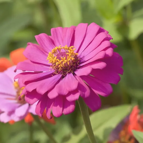 Pack_Of_2_Zinnia_Flower_Seeds_(_10_seeds)