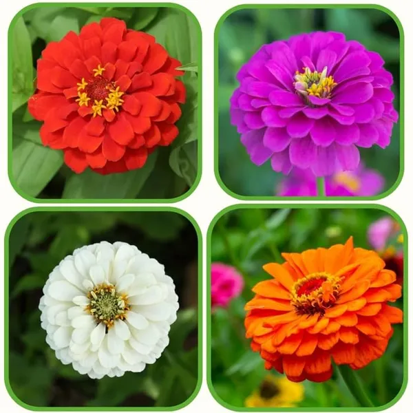 Pack_Of_2_Zinnia_Flower_Seeds_(_10_seeds)