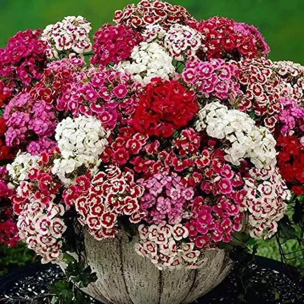Pack_Of_2_Sweet_William_Flower_Seeds_(_80_Seeds)