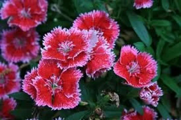 Pack_Of_2_Sweet_William_Flower_Seeds_(_80_Seeds)