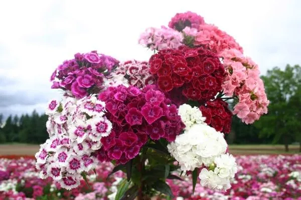 Pack_Of_2_Sweet_William_Flower_Seeds_(_80_Seeds)