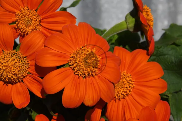 Pack_Of_2_Tithonia_Flower_Seeds_(_20_Seeds)