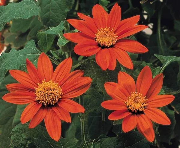 Pack_Of_2_Tithonia_Flower_Seeds_(_20_Seeds)