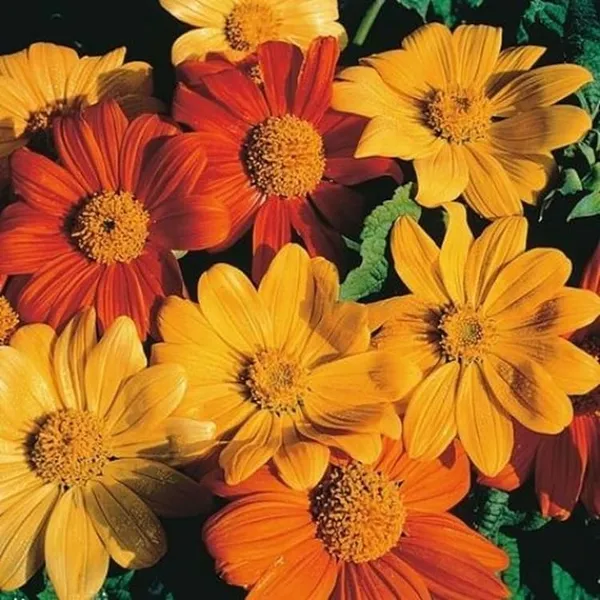 Pack_Of_2_Tithonia_Flower_Seeds_(_20_Seeds)