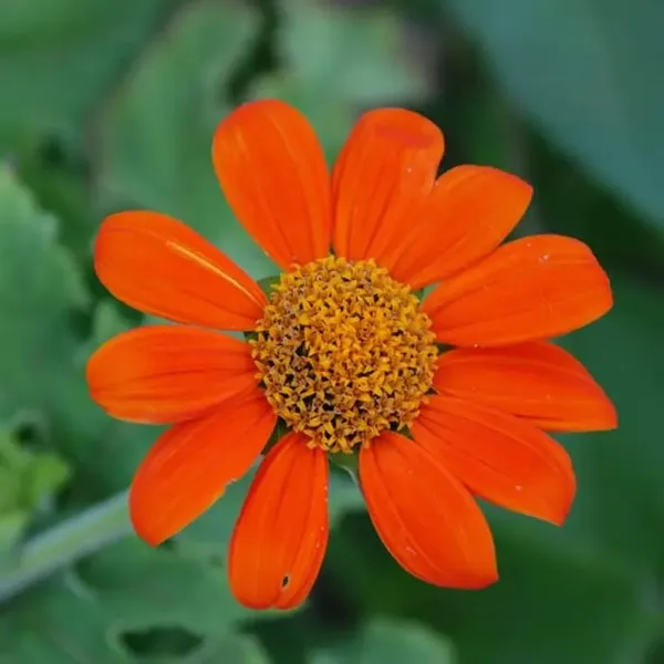 Pack_Of_2_Tithonia_Flower_Seeds_(_20_Seeds)
