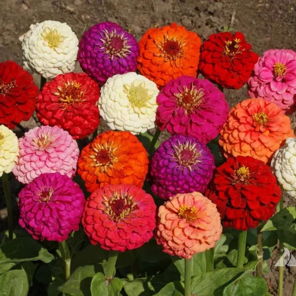 Pack_Of_2_Zinnia_Flower_Seeds_(_50_Seeds)