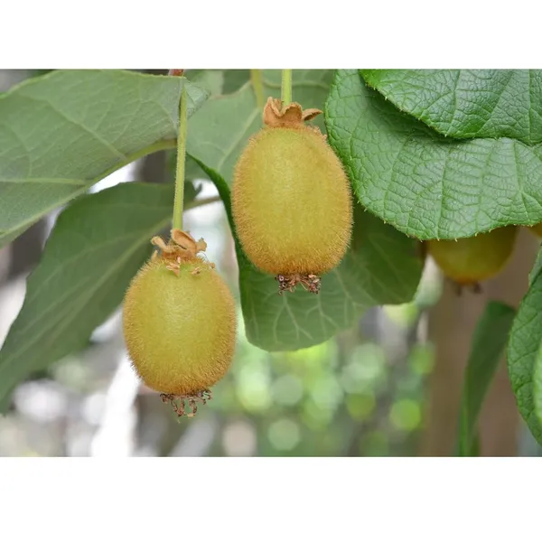 Pack_Of_2_Kiwi_Seeds_Clean_Response_Boundary_(_30_Seeds)