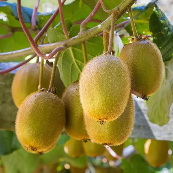 Pack_Of_2_Kiwi_Seeds_Clean_Response_Boundary_(_30_Seeds)