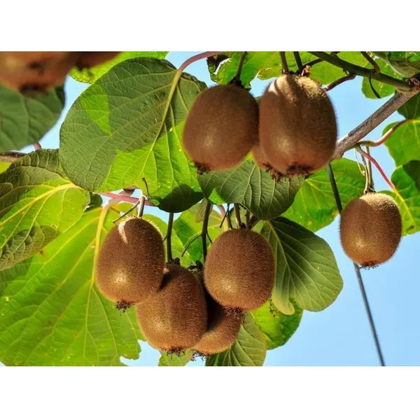Pack_Of_2_Kiwi_Seeds_Clean_Response_Boundary_(_30_Seeds)