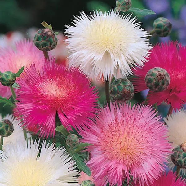 Pack_Of_2_Sweet_Sultan_Seeds_(_50_Seeds)