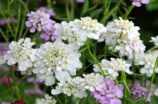 Pack_Of_2_Candytuft_Seeds_(_30_Seeds)