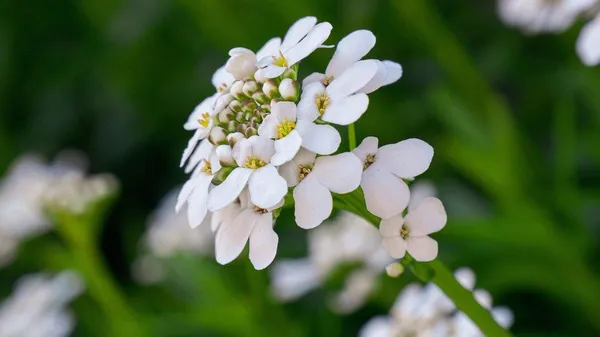 Pack_Of_2_Candytuft_Seeds_(_30_Seeds)