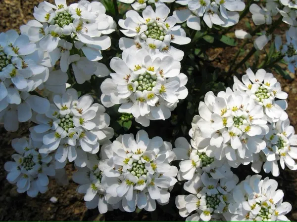 Pack_Of_2_Candytuft_Seeds_(_30_Seeds)