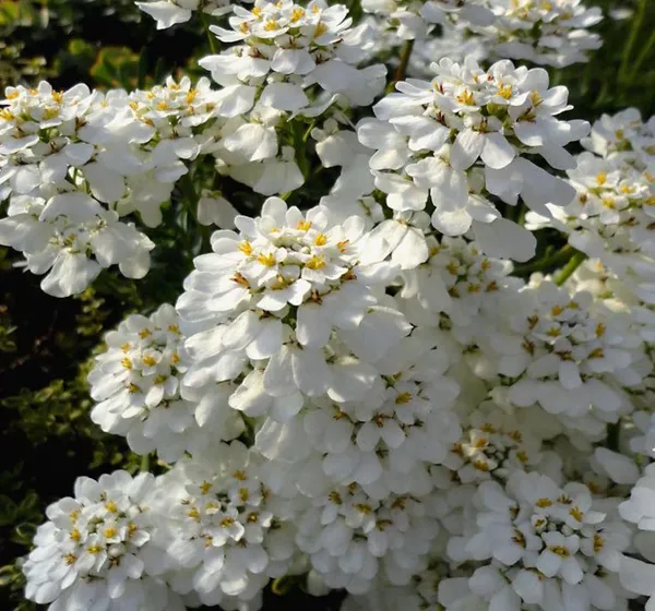 Pack_Of_2_Candytuft_Seeds_(_30_Seeds)