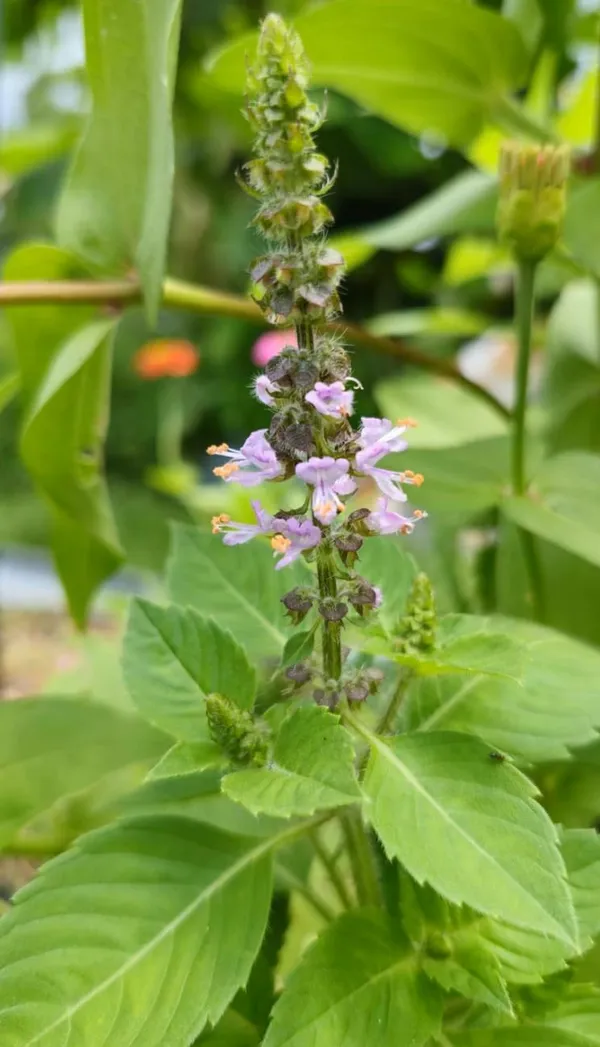 Pack_Of_2_Tulsi_Seeds_For_Planting_(_50_Seeds)