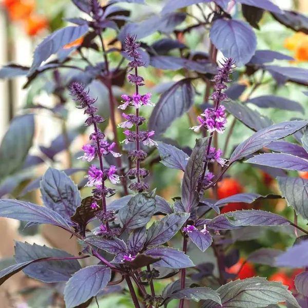 Pack_Of_2_Tulsi_Seeds_For_Planting_(_50_Seeds)