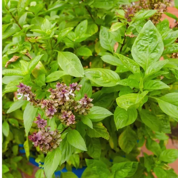 Pack_Of_2_Tulsi_Seeds_For_Planting_(_50_Seeds)