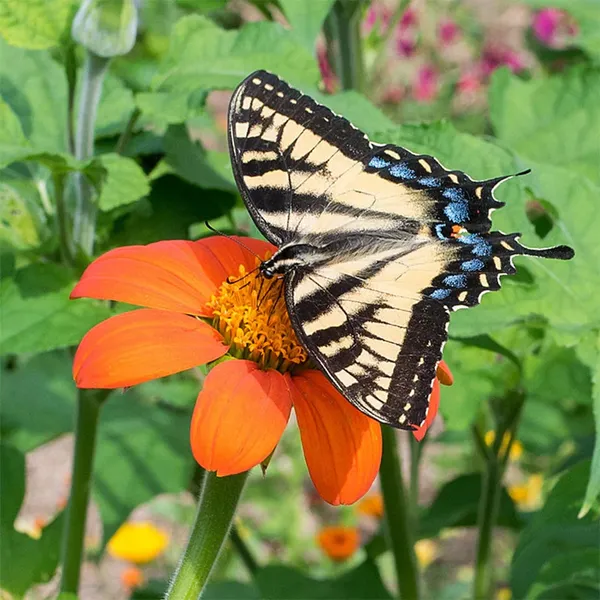 Pack_Of_2_Tithonia_Flower_Seeds_(_50_Seeds)