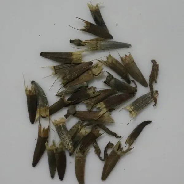 Pack_Of_2_Tithonia_Flower_Seeds_(_50_Seeds)