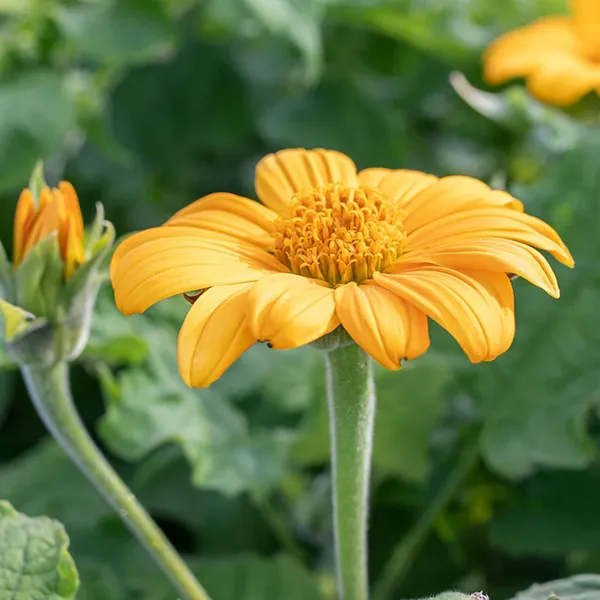 Pack_Of_2_Tithonia_Flower_Seeds_(_50_Seeds)