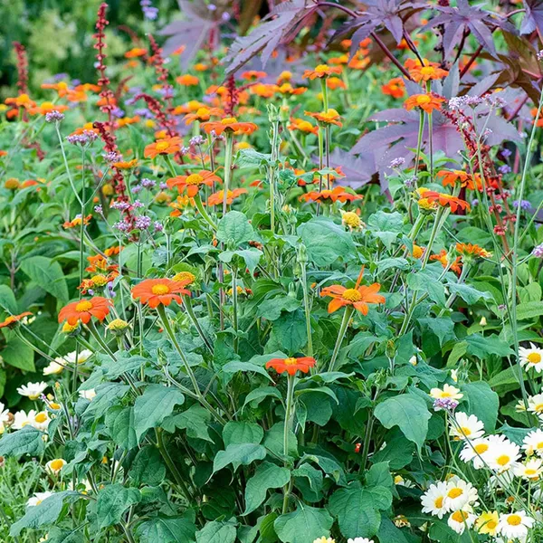 Pack_Of_2_Tithonia_Flower_Seeds_(_50_Seeds)