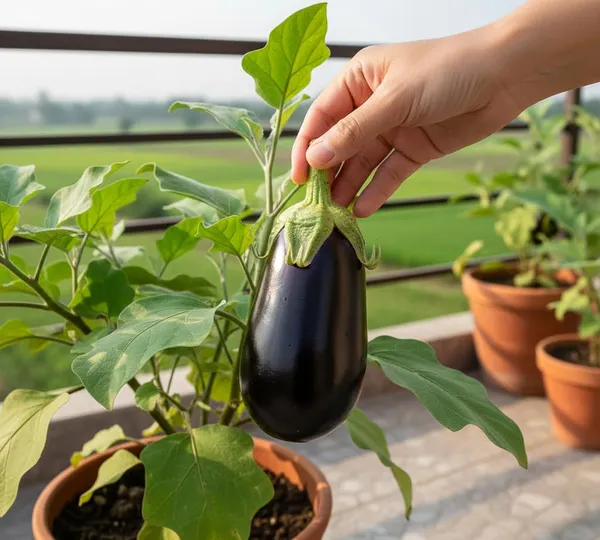 Pack_Of_2_Eggplant_Seeds_(_10_Seeds)
