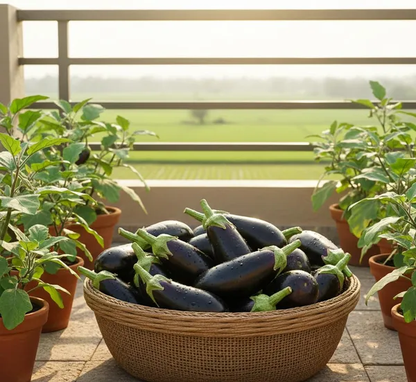 Pack_Of_2_Eggplant_Seeds_(_10_Seeds)
