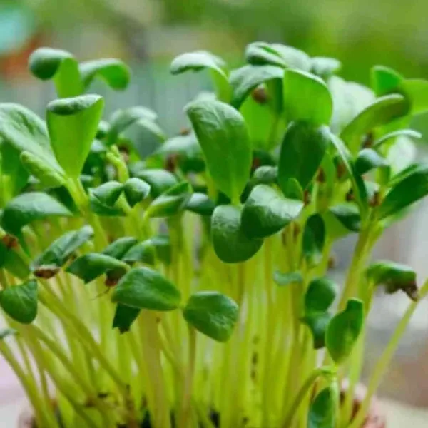 Pack_Of_2_Fenugreek_Seeds_For_Planting_And_Cooking_(_280_Seeds)
